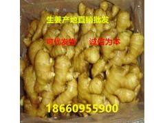 萊州生姜最新價(jià)格概覽，市場(chǎng)走勢(shì)、種植技術(shù)影響及案例分析